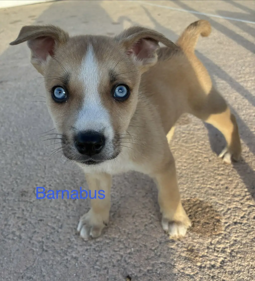 Barnabus*