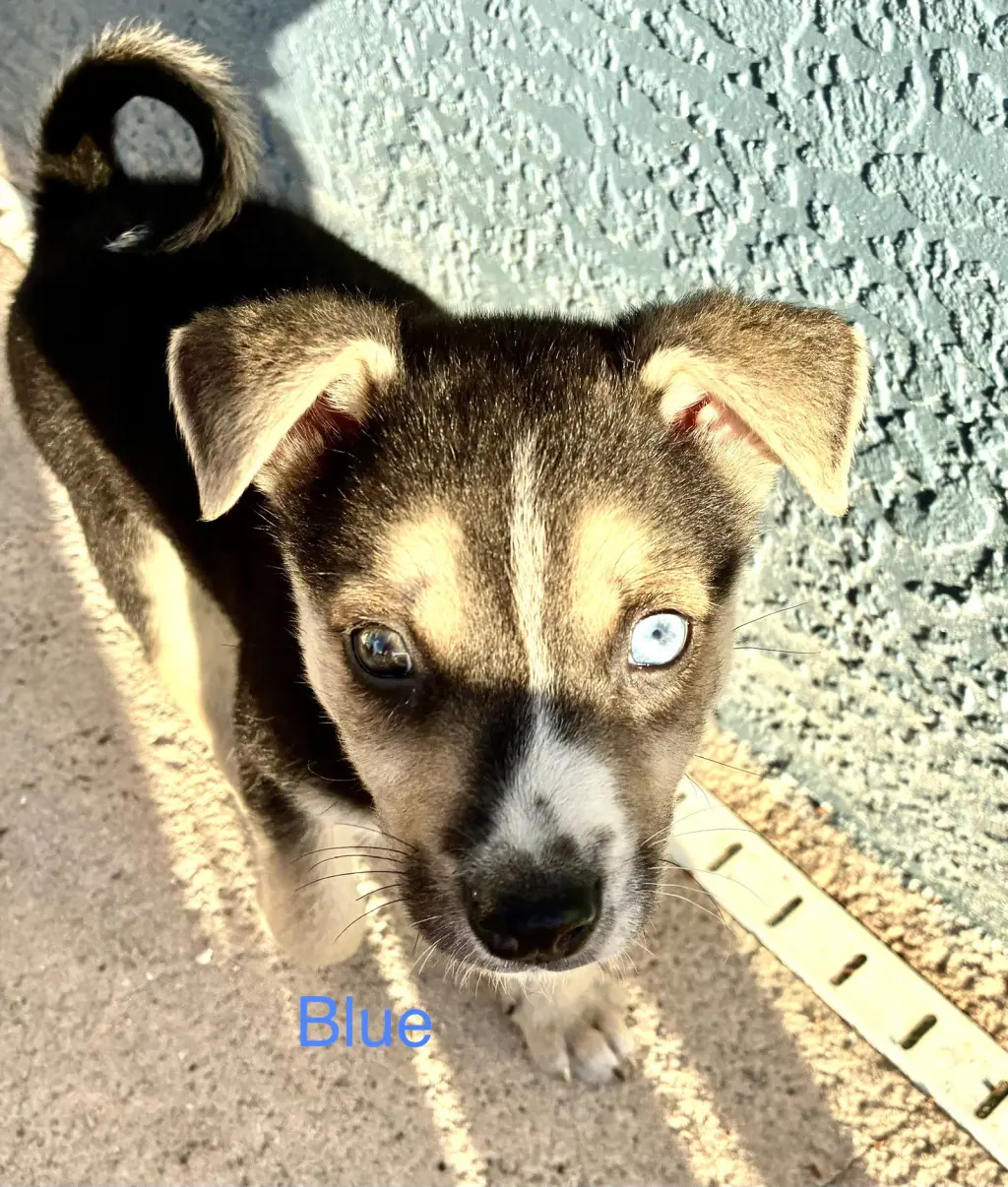 Blue Boy*