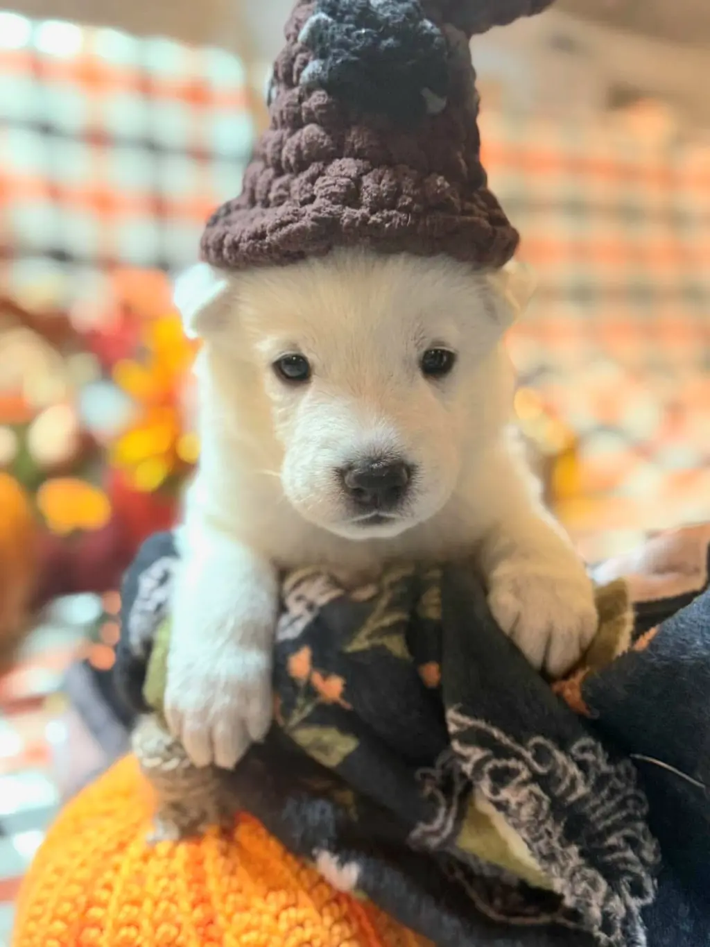 Arbie