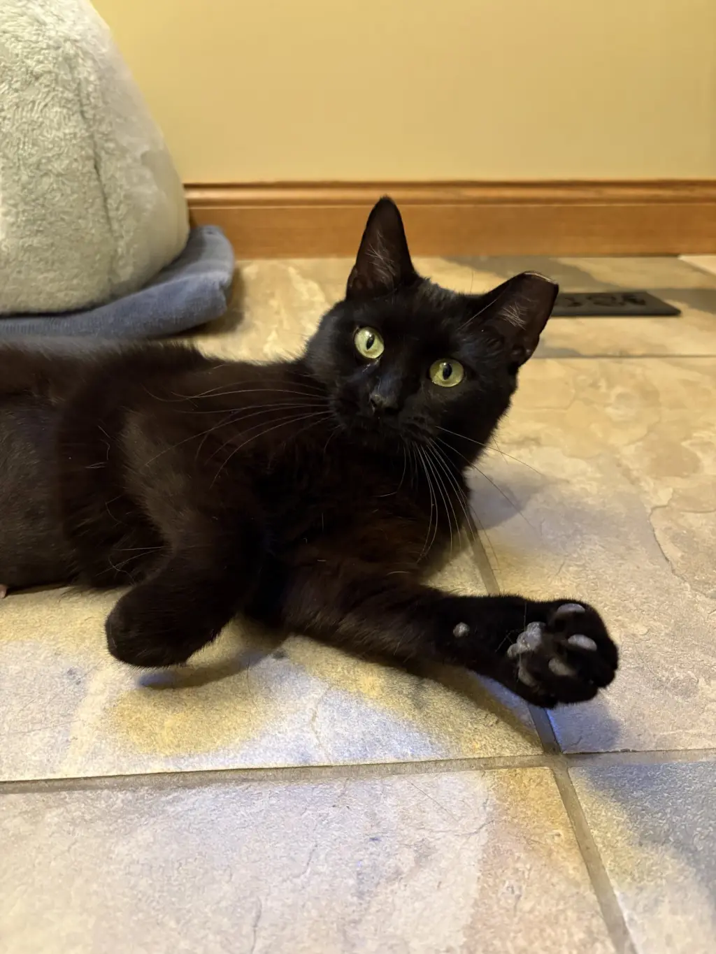 Stella