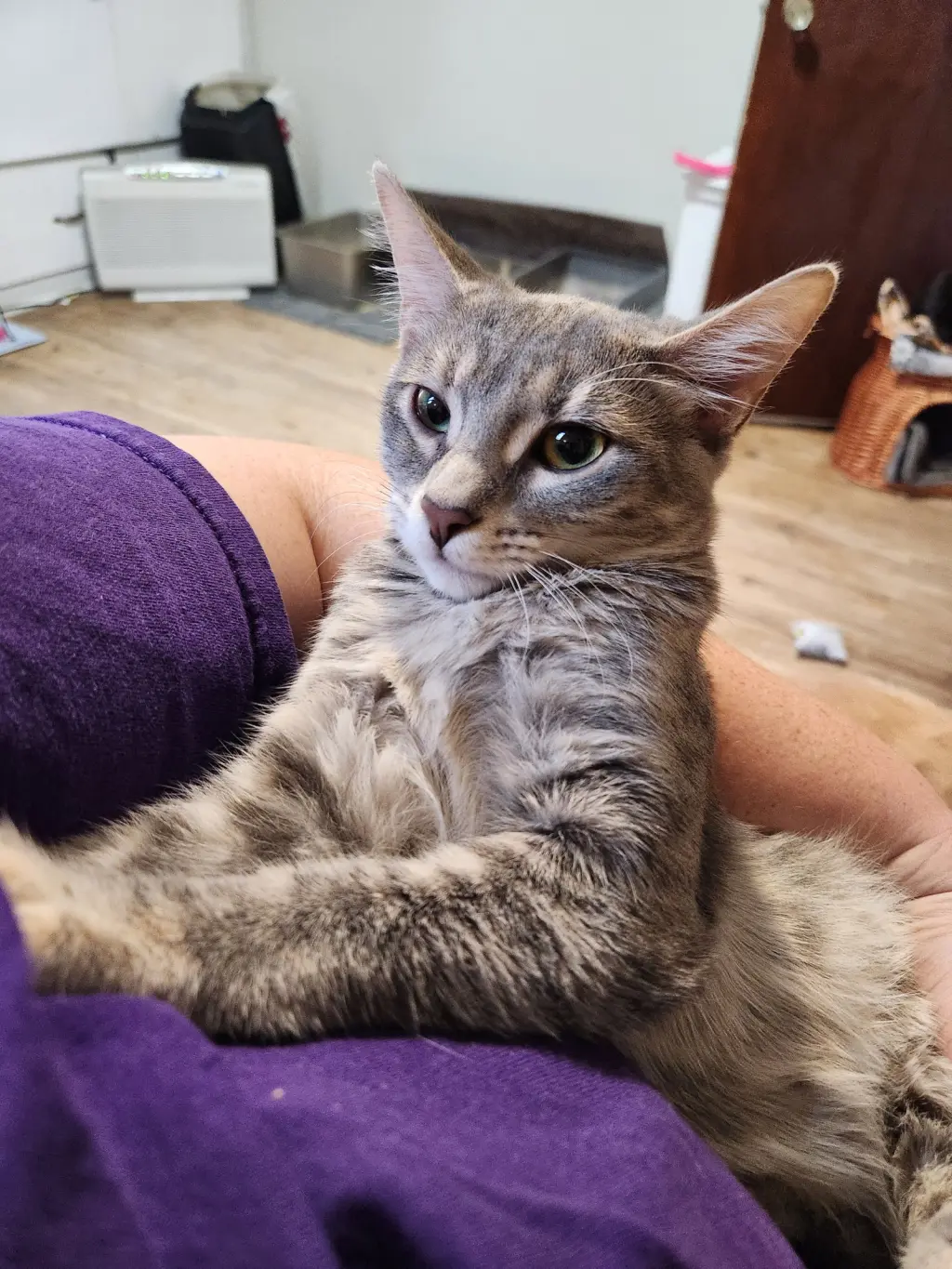 Anya & Dimitri (bonded pair)