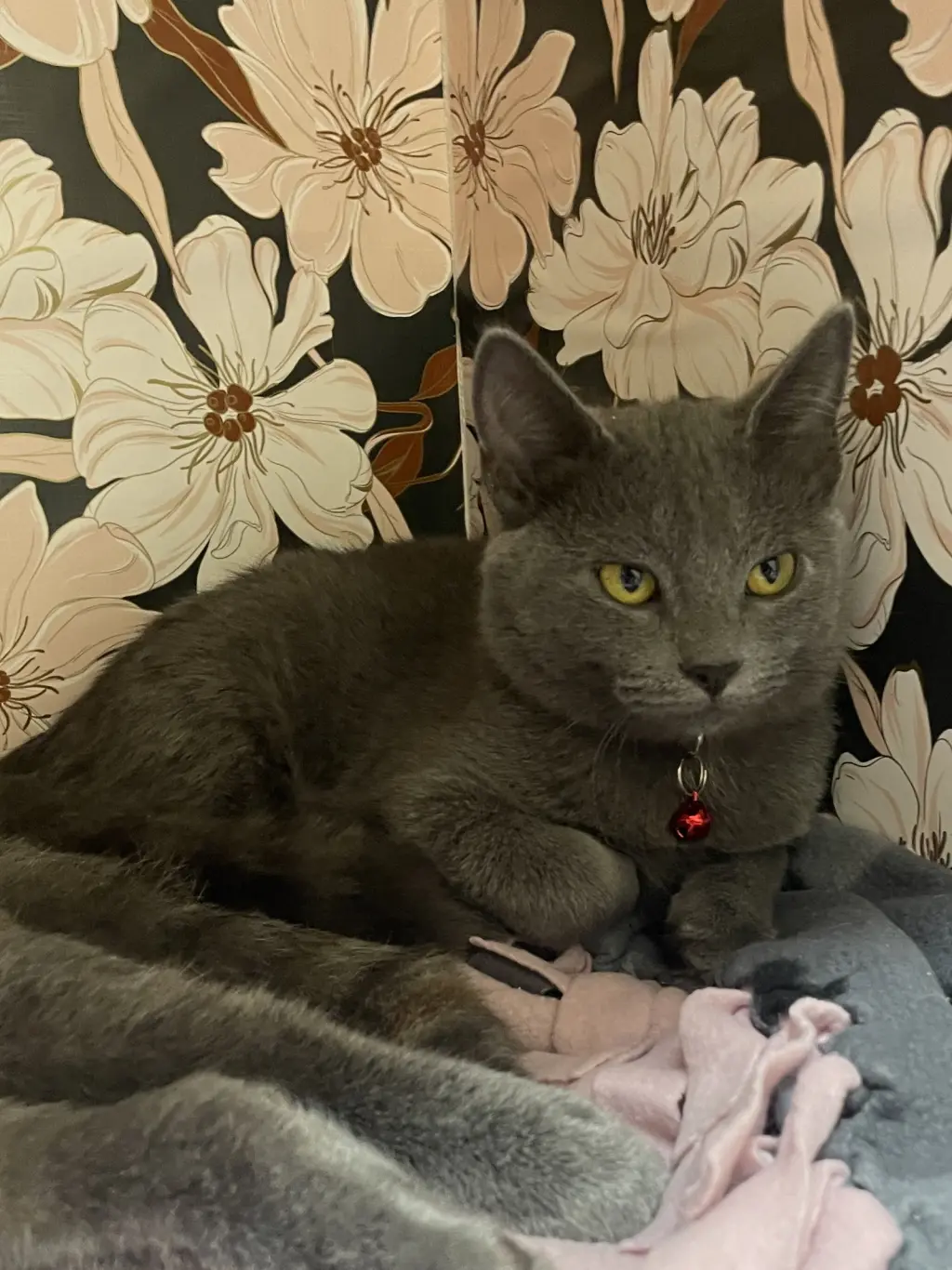Sabrina