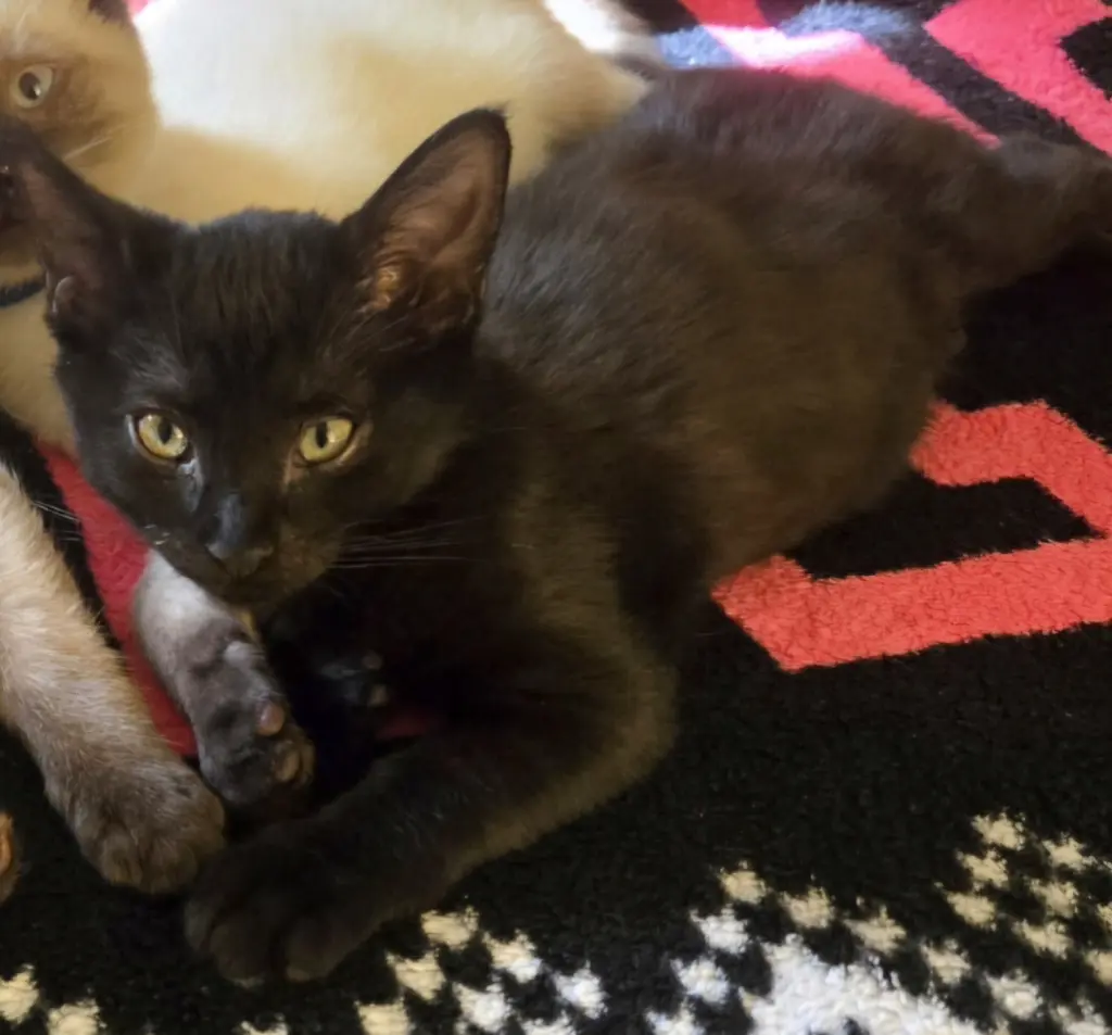 Kellee(MUST BE ADOPTED WITH KARSON)
