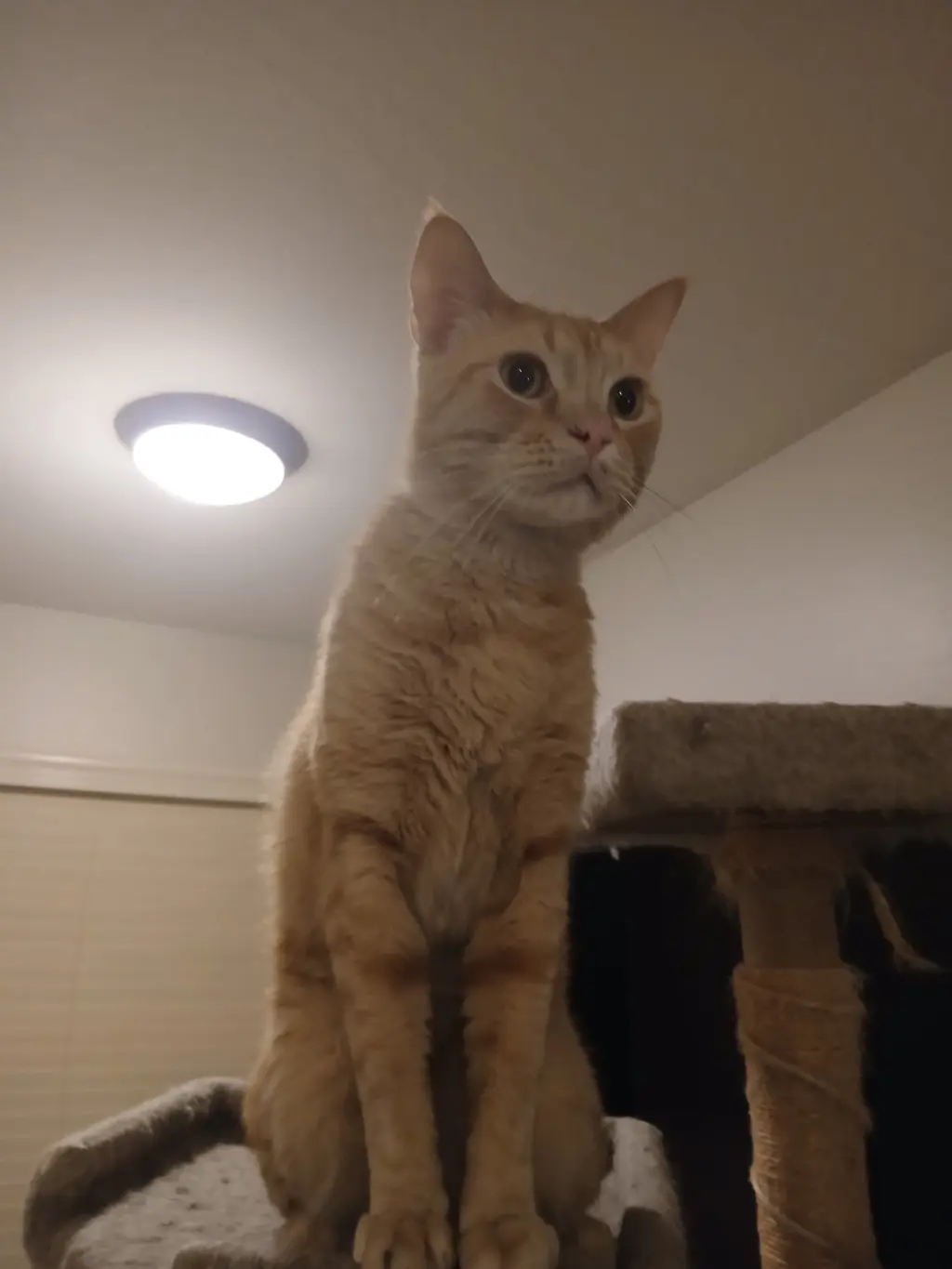 Cheetoh