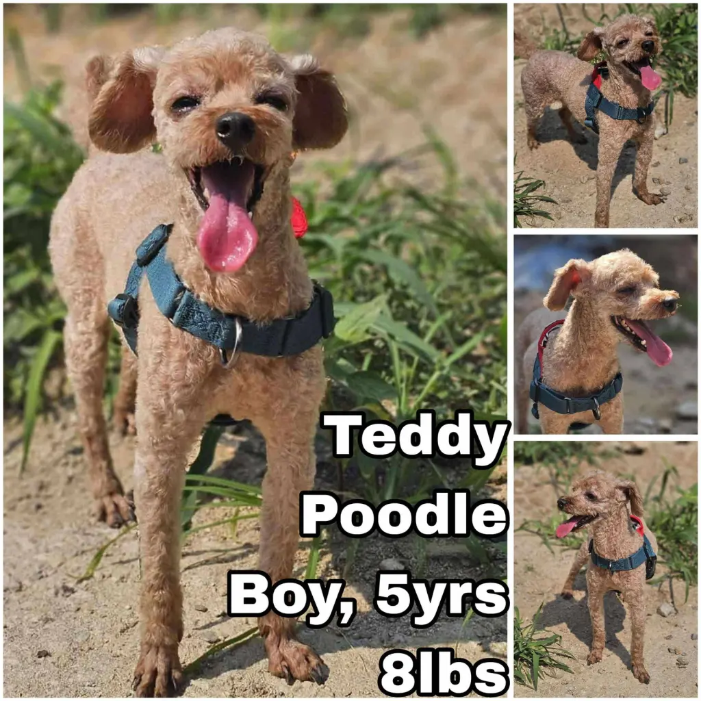 Teddy from Korea