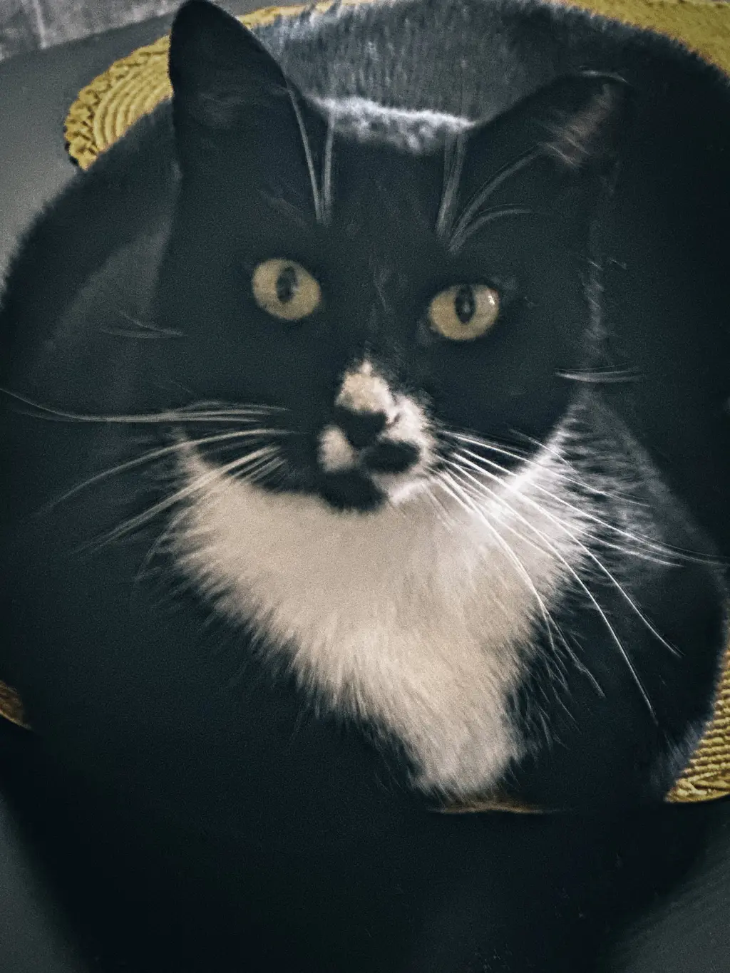 Abby