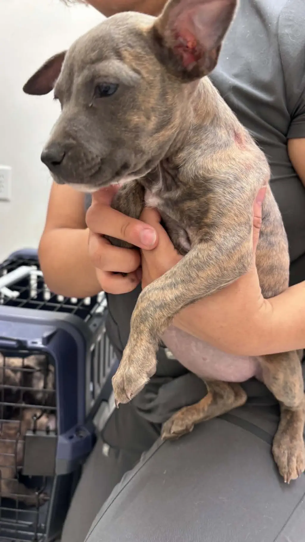 S'mores (Camping Litter)