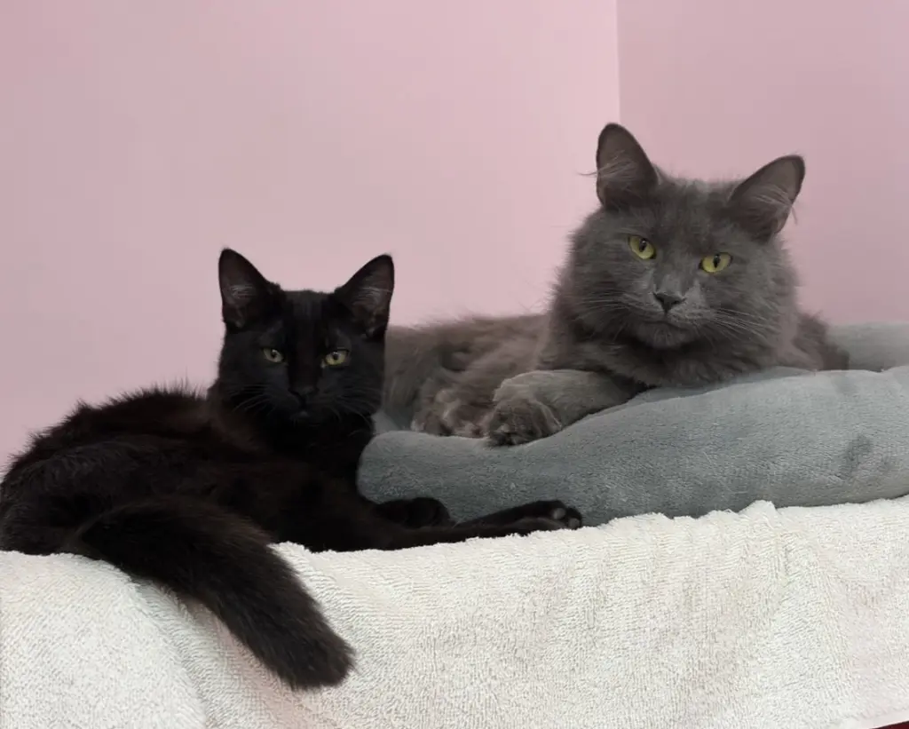 Sophia (bonded with Dorothy)