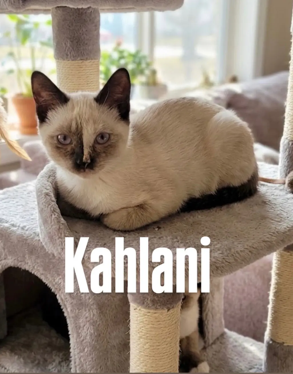 Kahlani