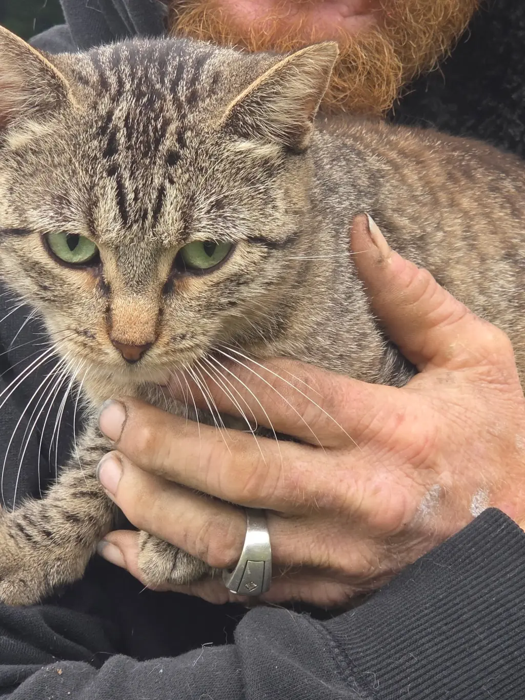 Punky (Available date: TBD)