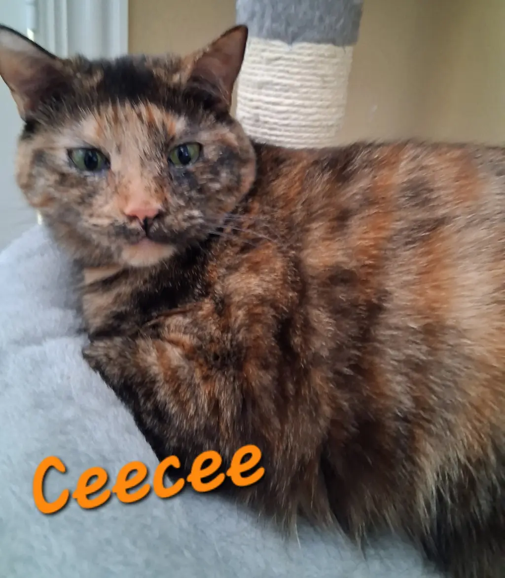 Ceecee