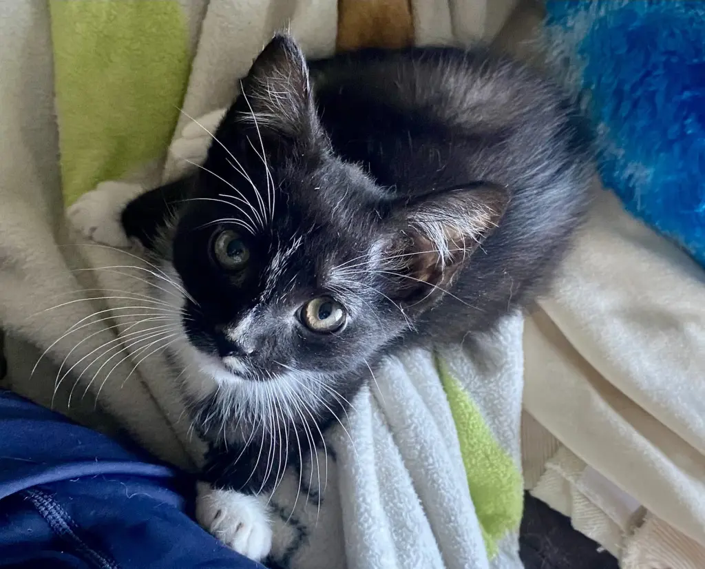 Tom