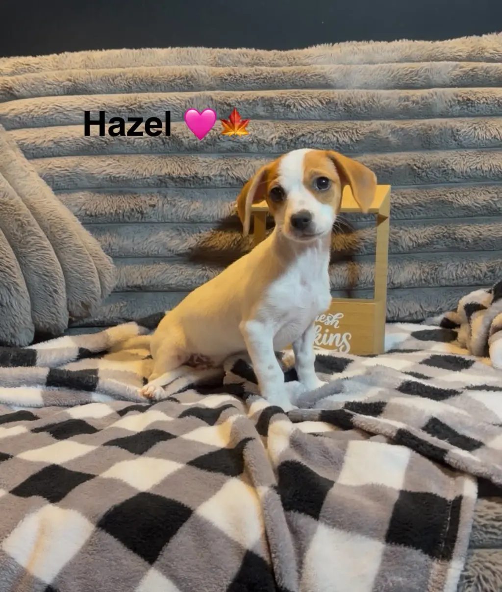 Hazel