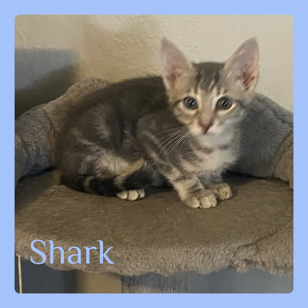 SHARK