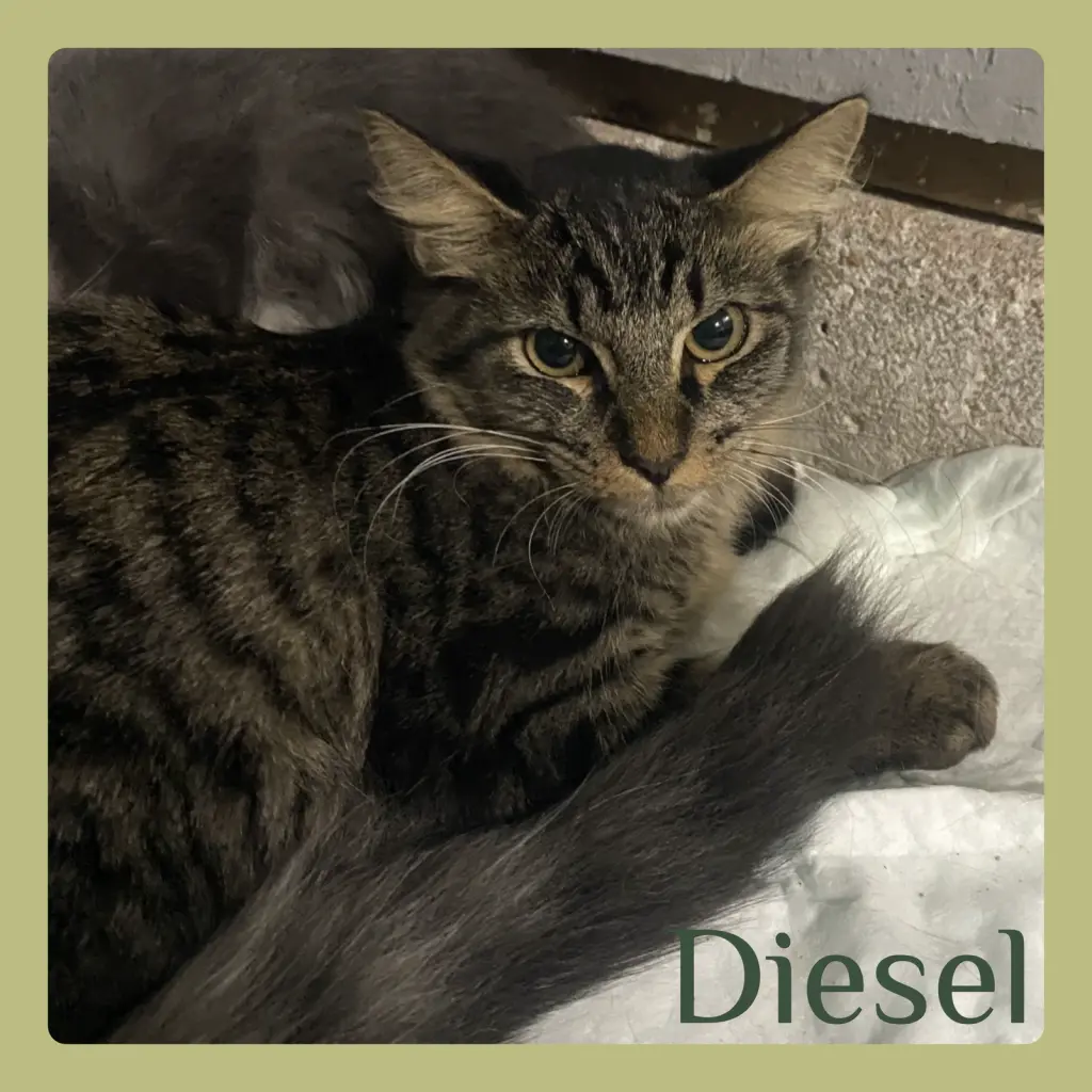 DIESEL
