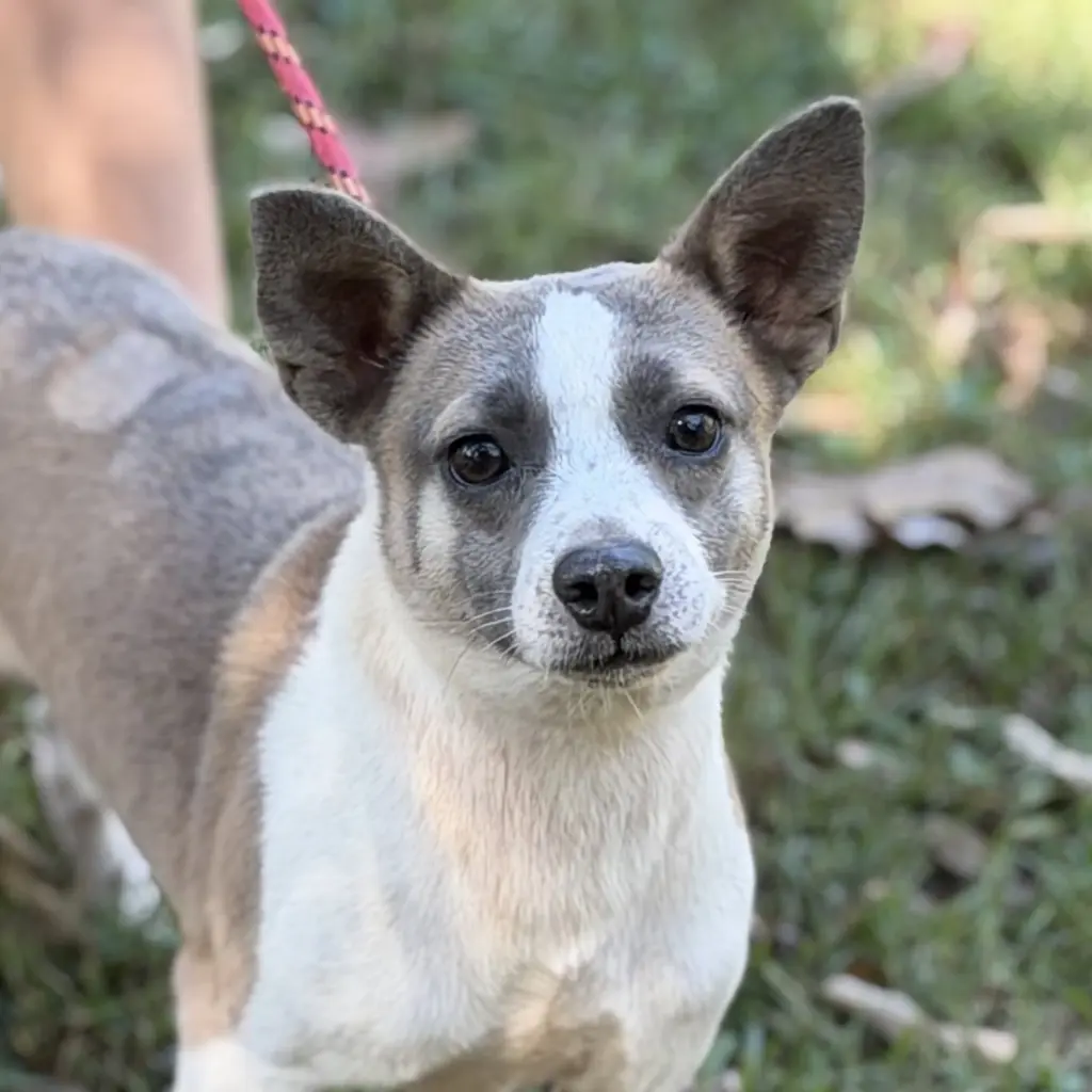 WOODY