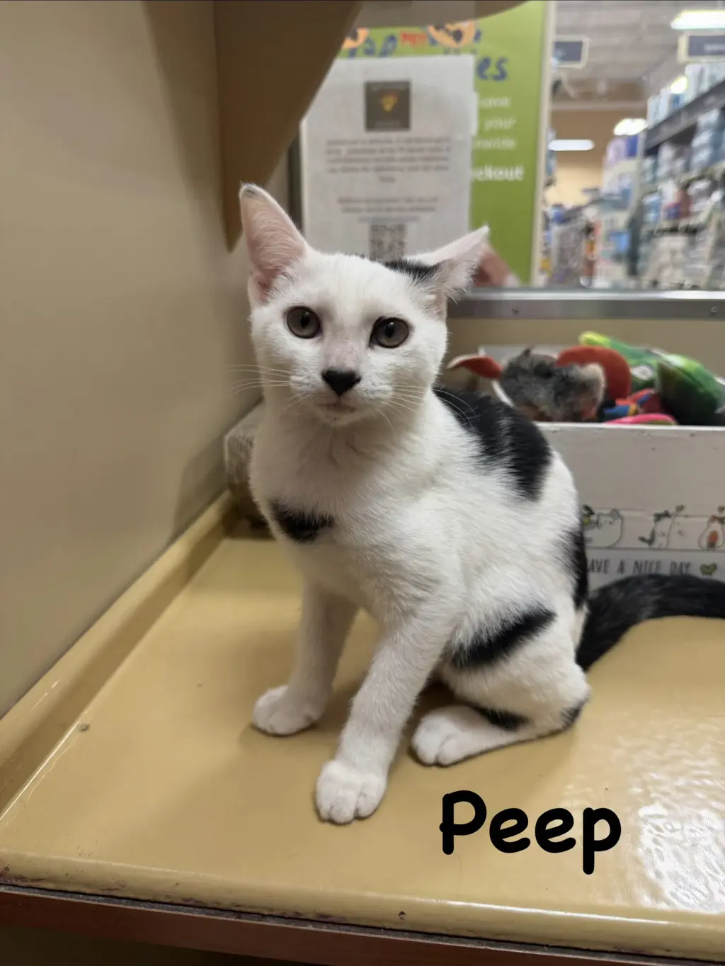 Peep