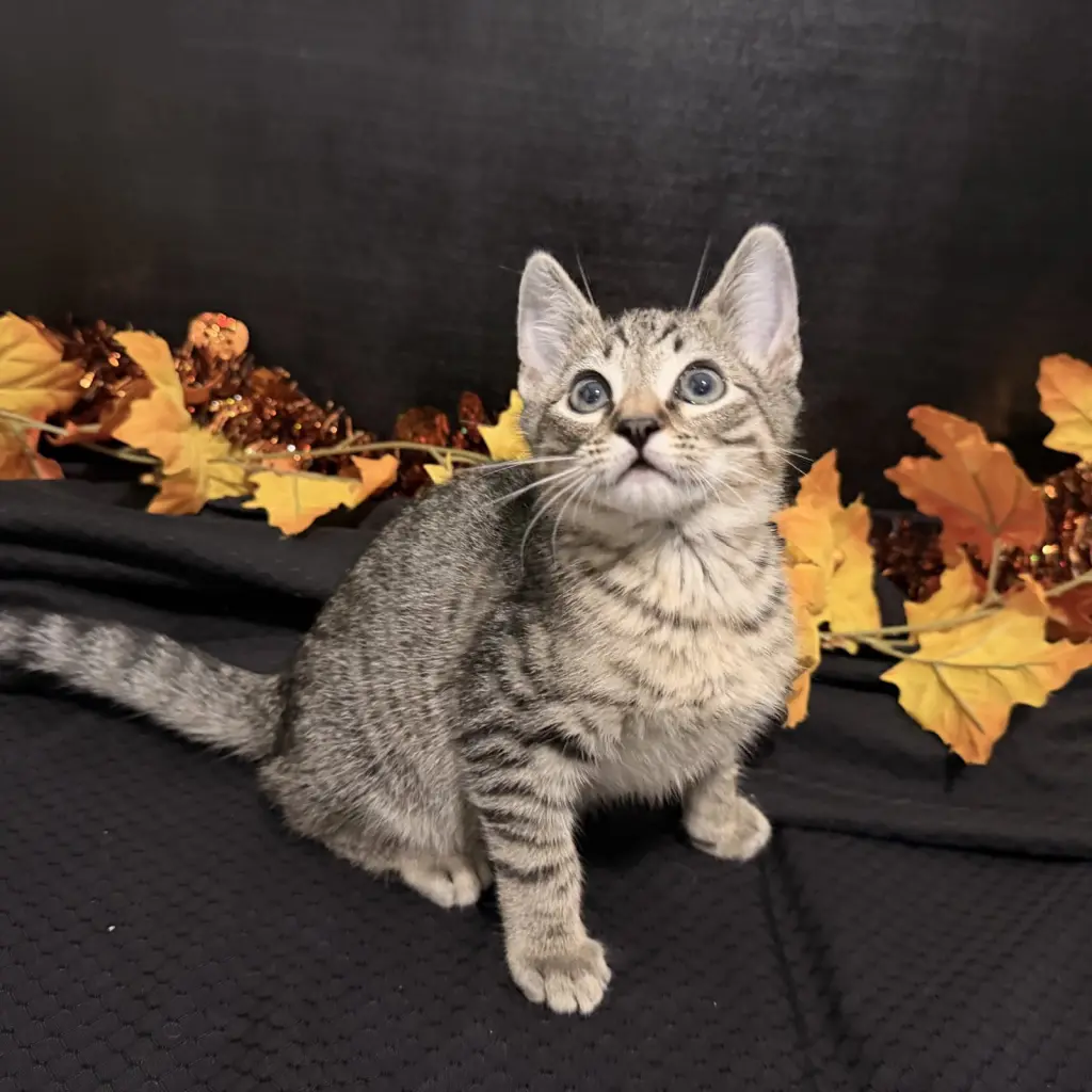 Fergus