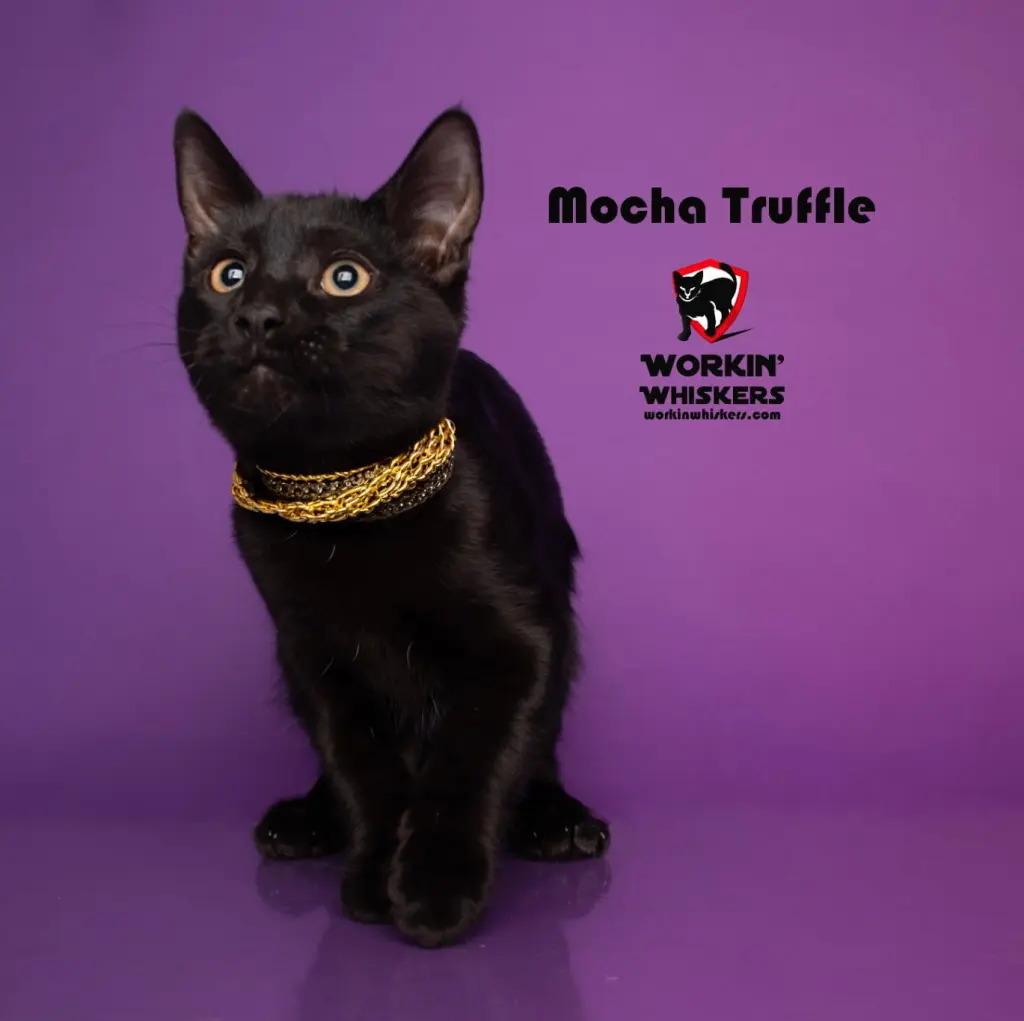 MOCHA TRUFFLE