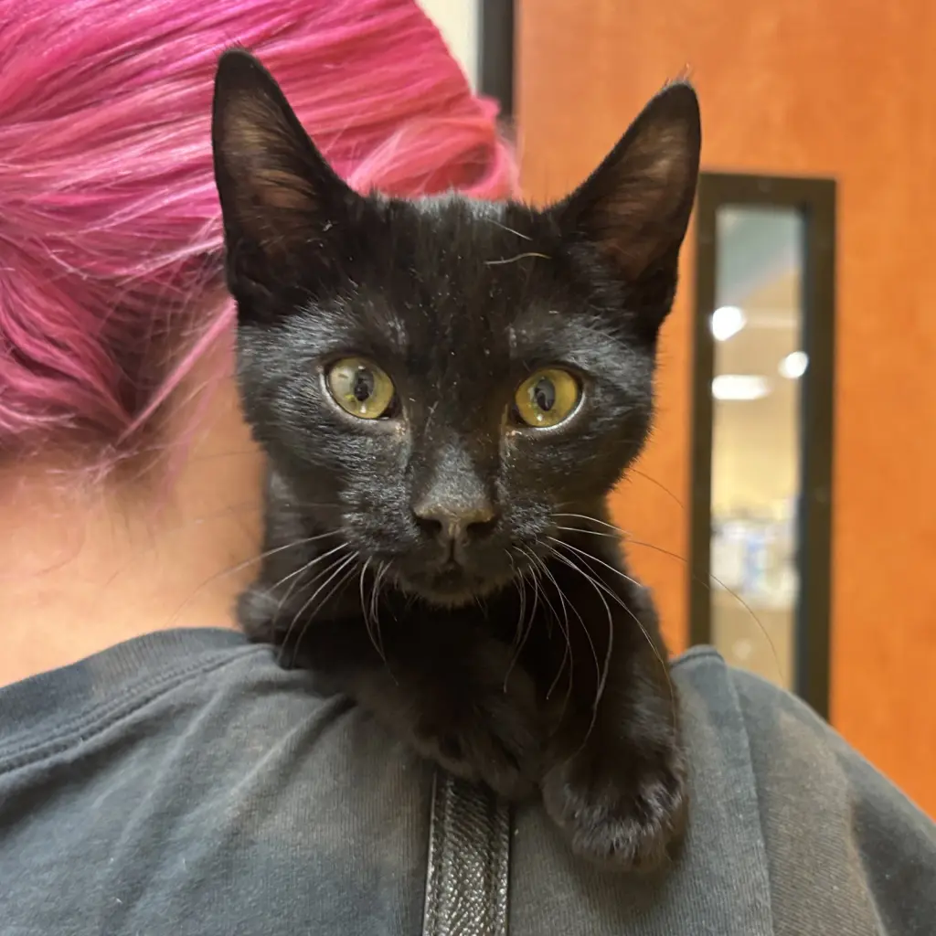 Binx