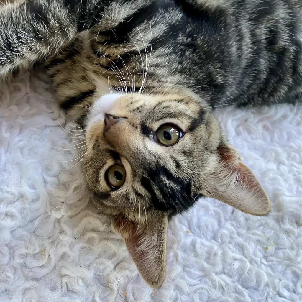 Monty