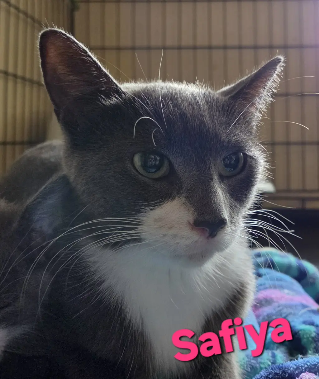 Safiya