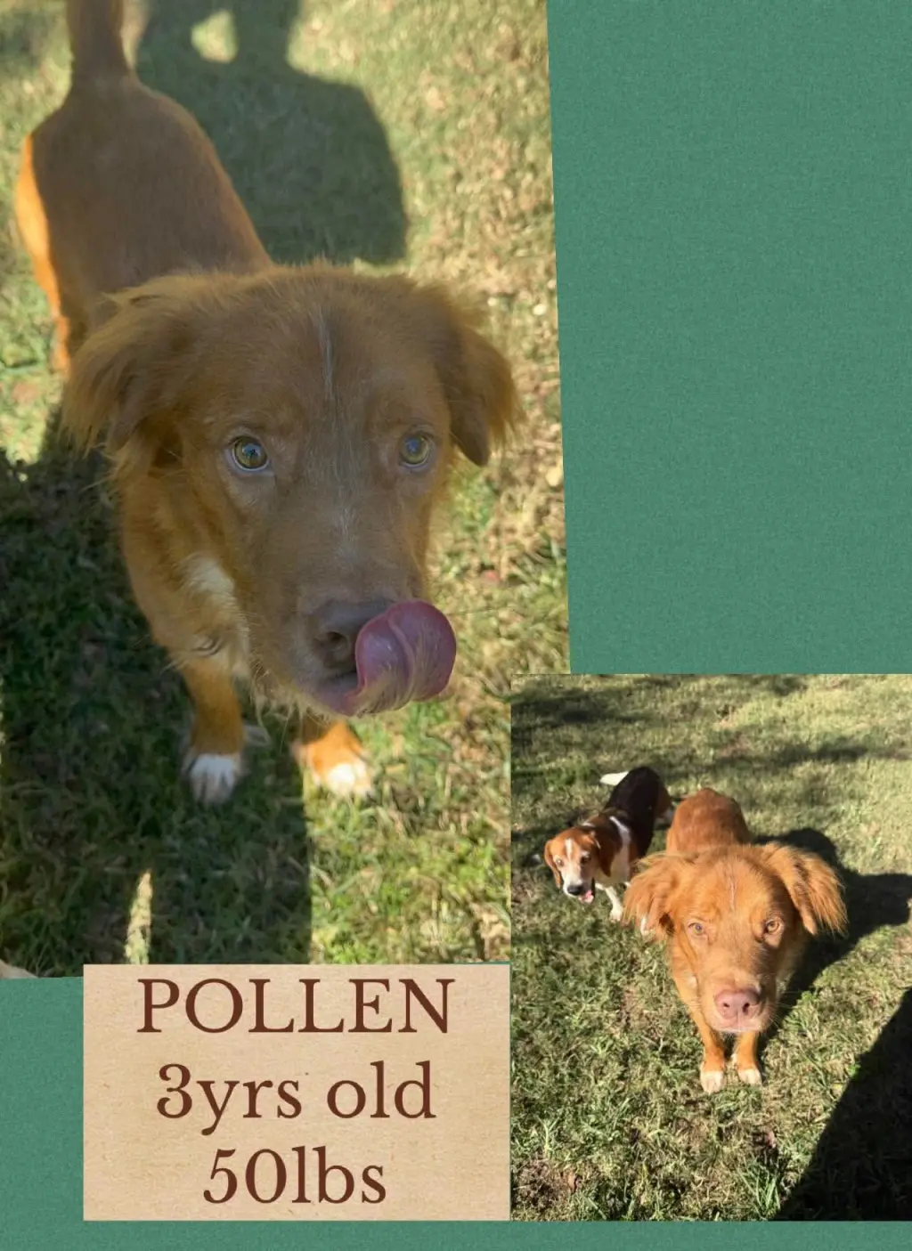 POLLEN