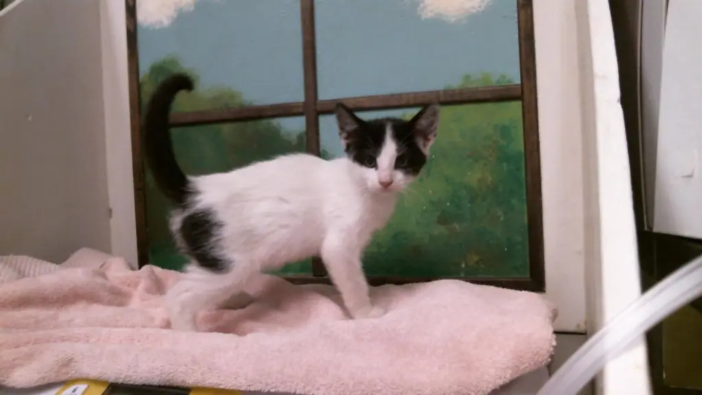 SNAPE
