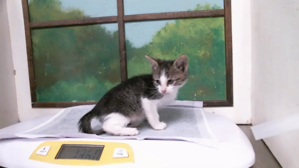 PIXEL