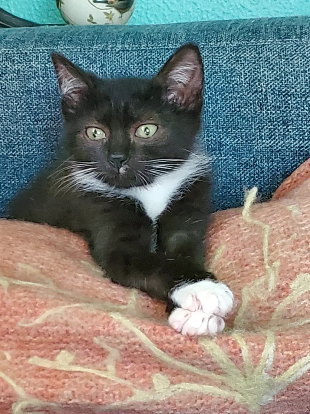 Sweet Pea