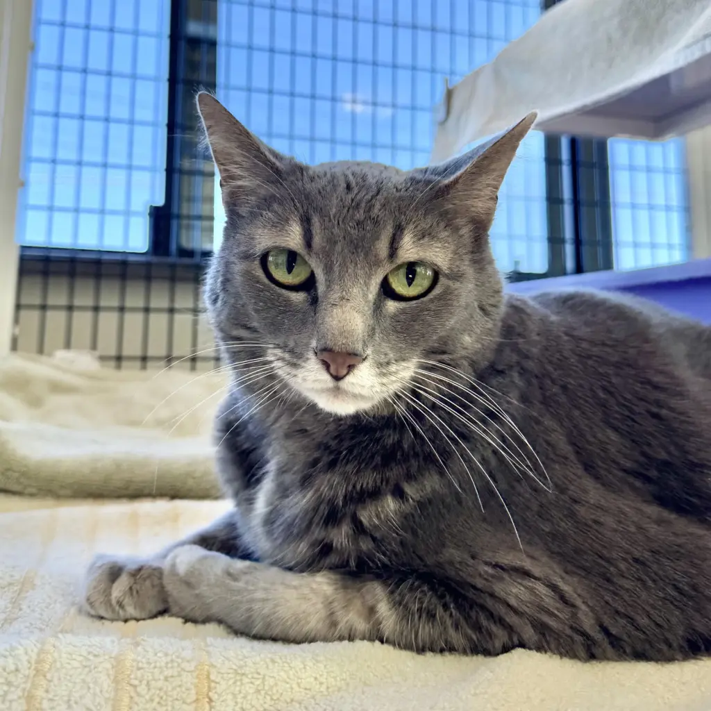 Gray Kitty