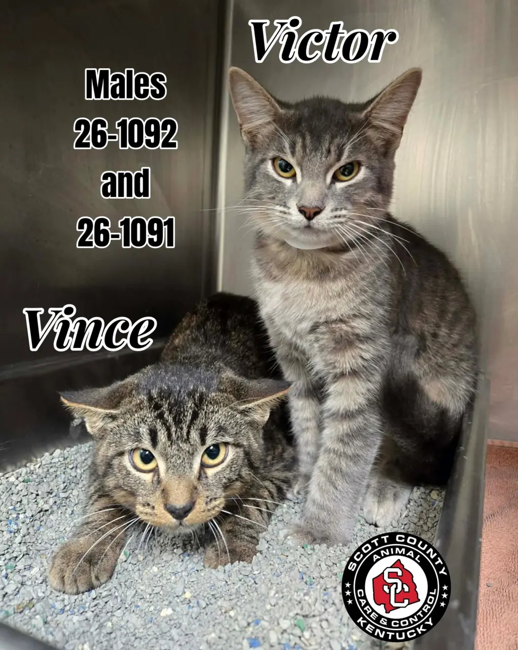 Vince
