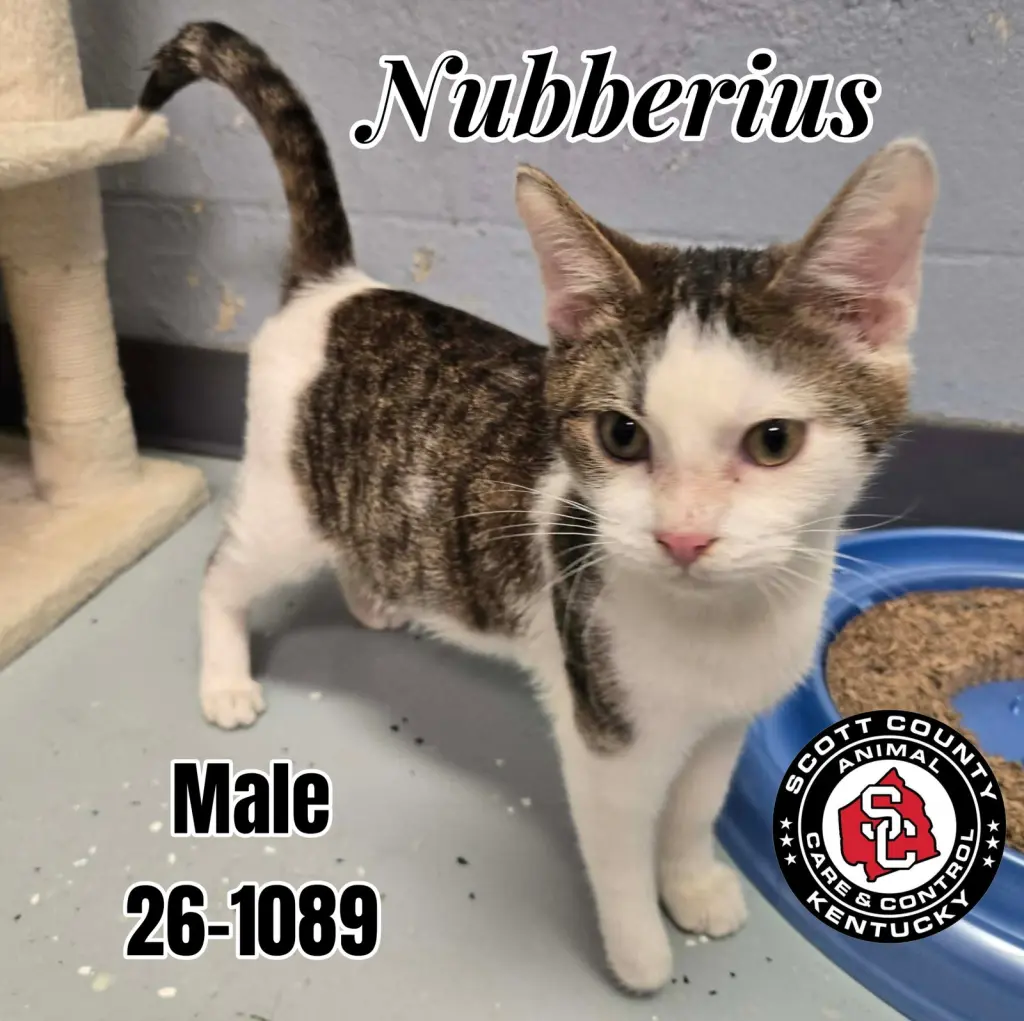 Nubberius