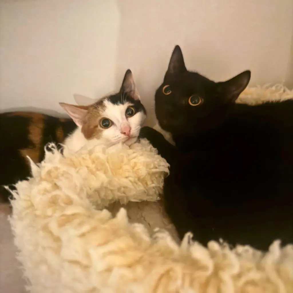 Ilya & Xenia