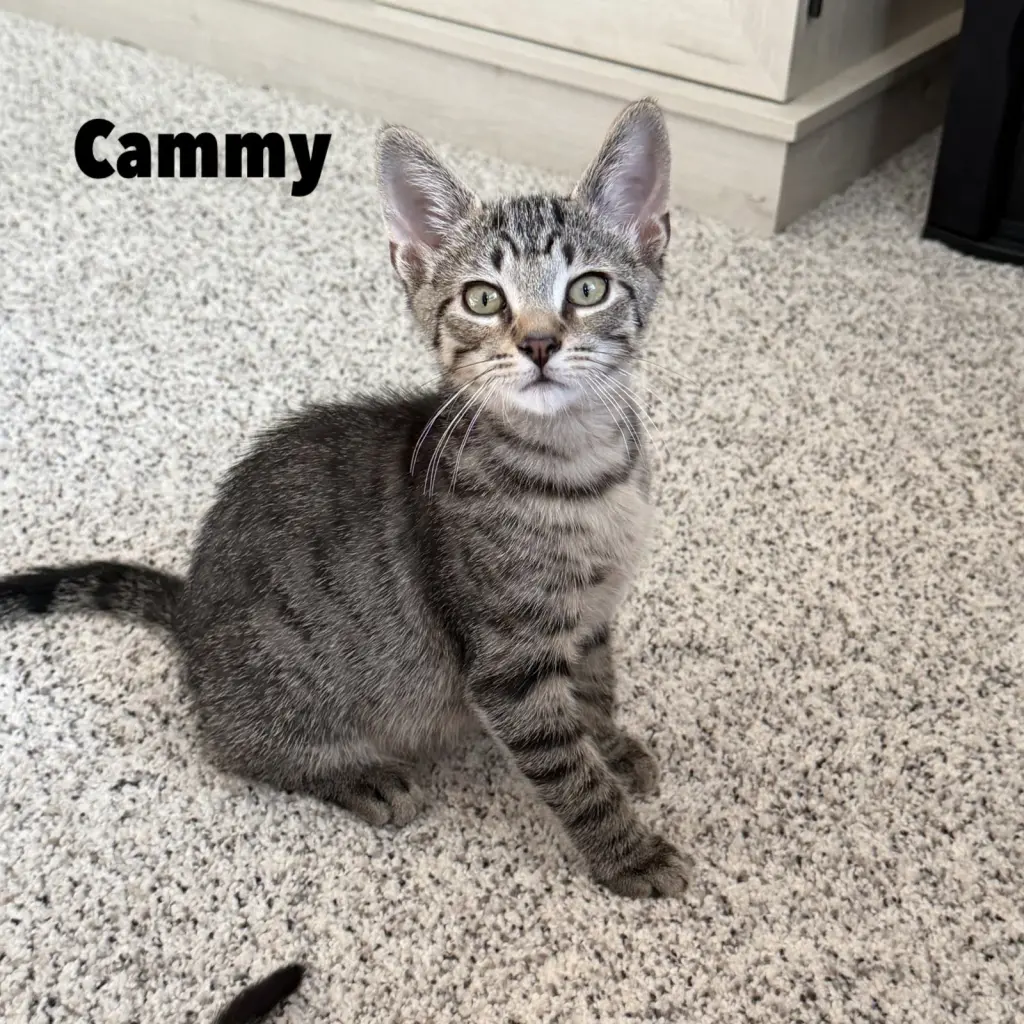 Cammy
