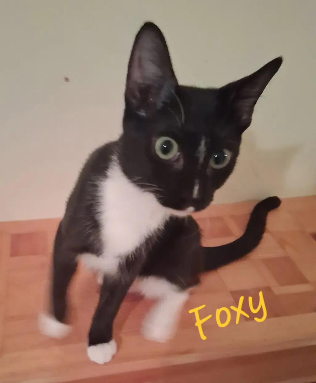 Foxy