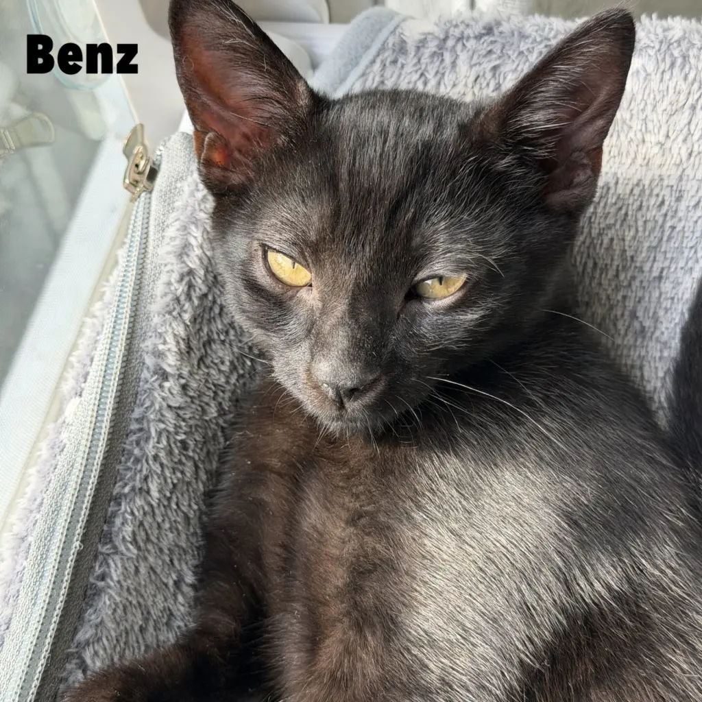 Benz