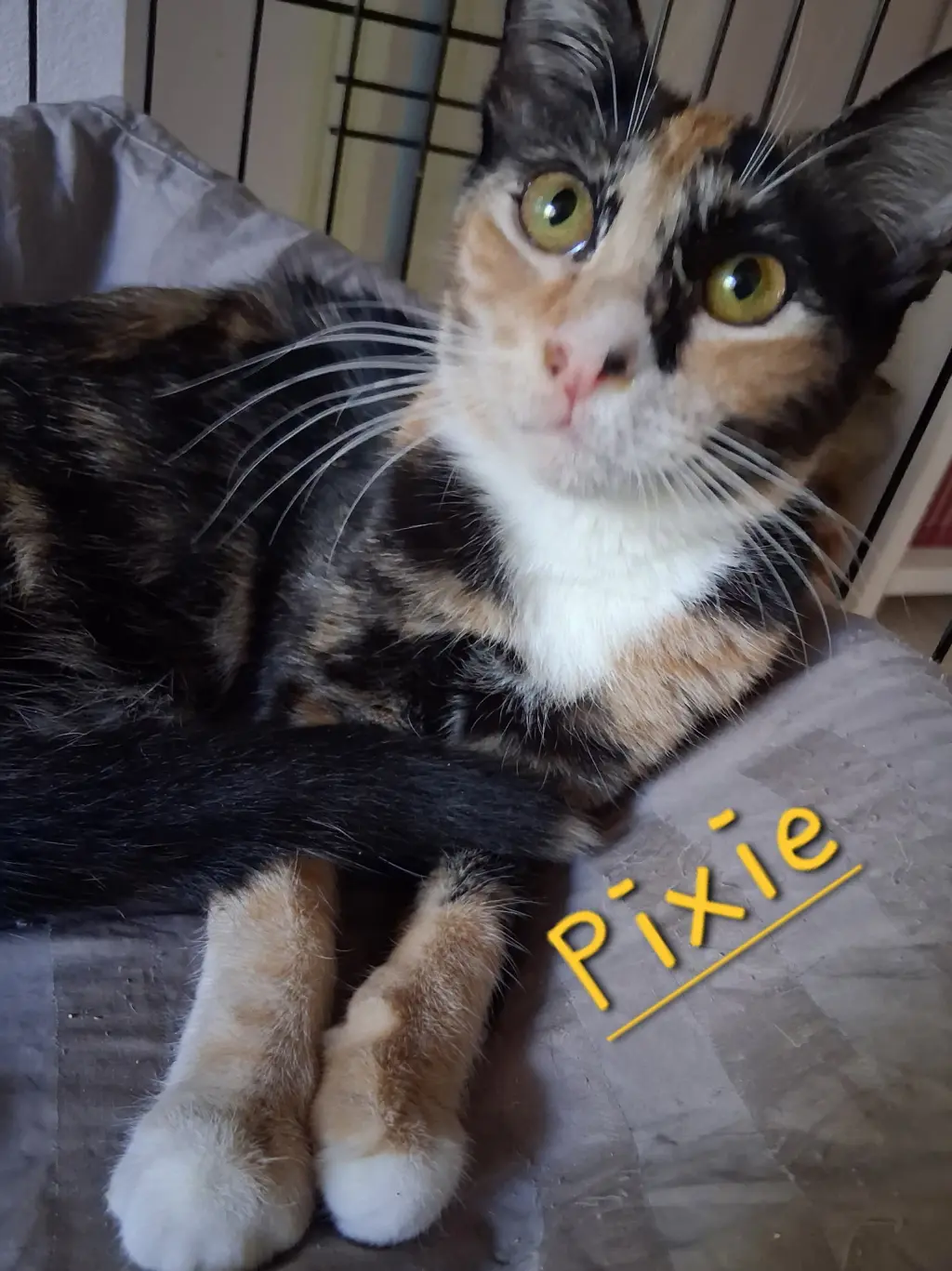 Pixie
