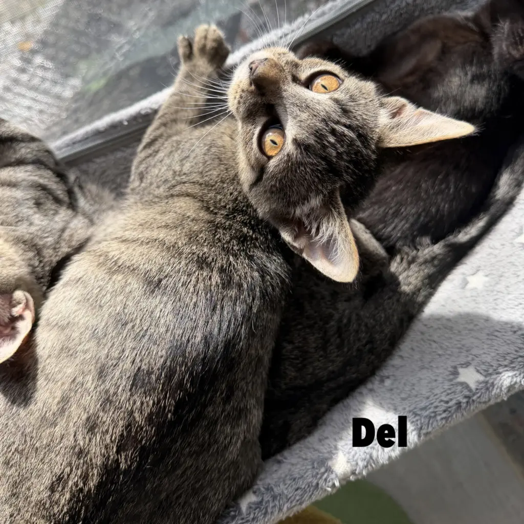 Del