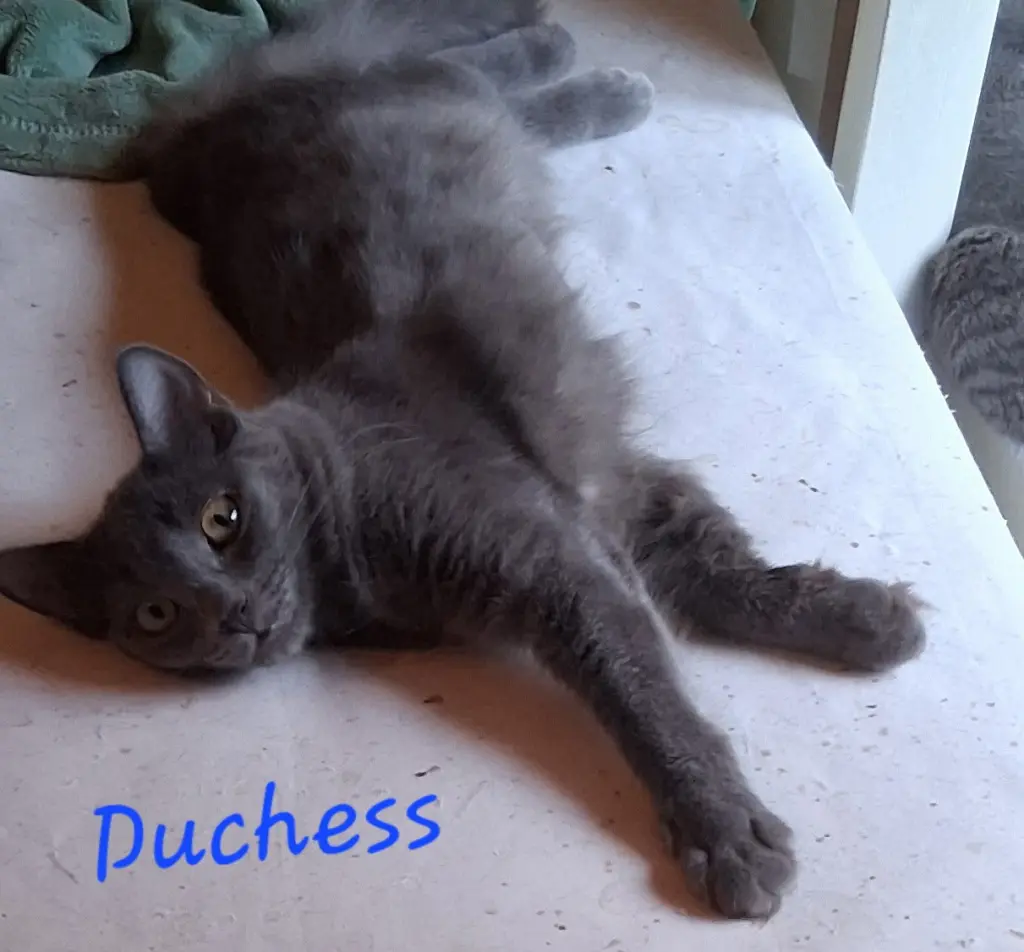 Duchess K
