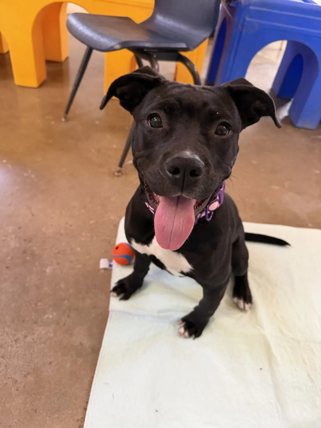 Stella (Available TBD)
