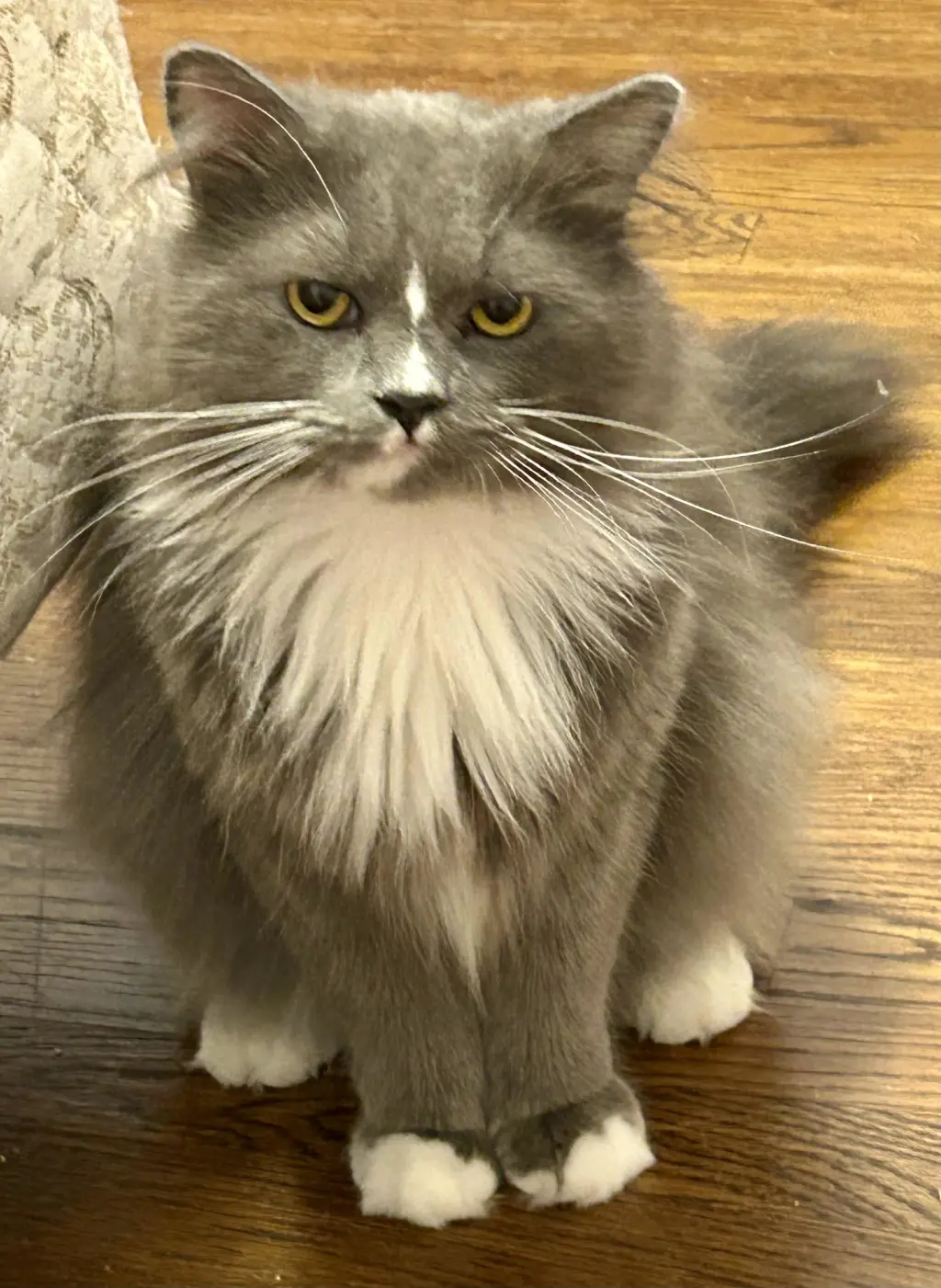Gizmo: DLH (FCID# 09/21/26-82 Brookhaven PS) C