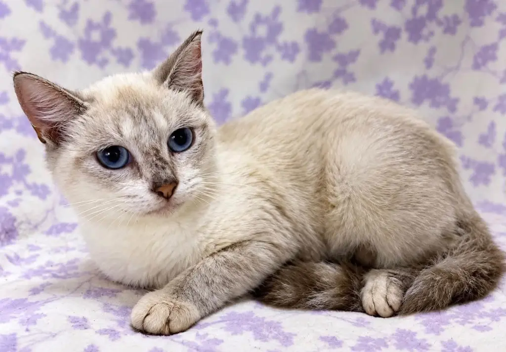 Rosemarie the Lynx Point Siamese