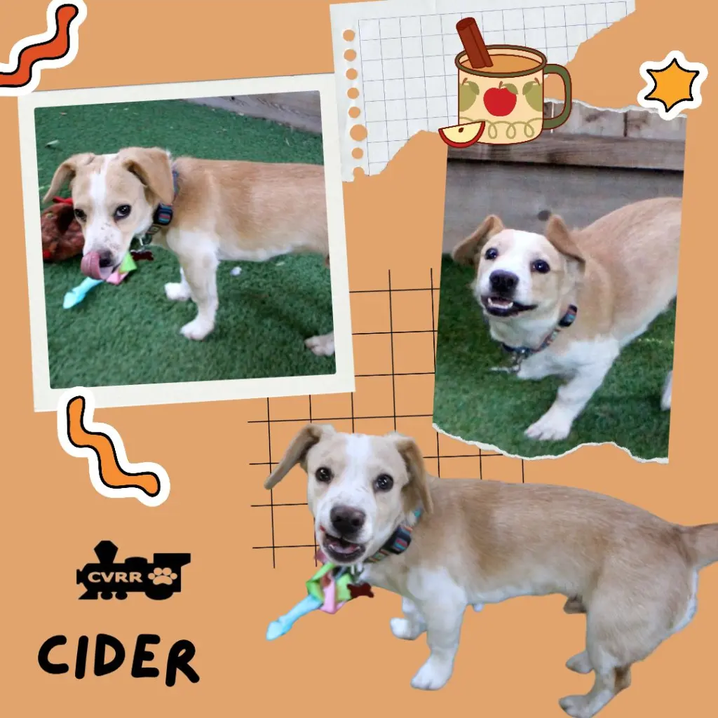 Cider