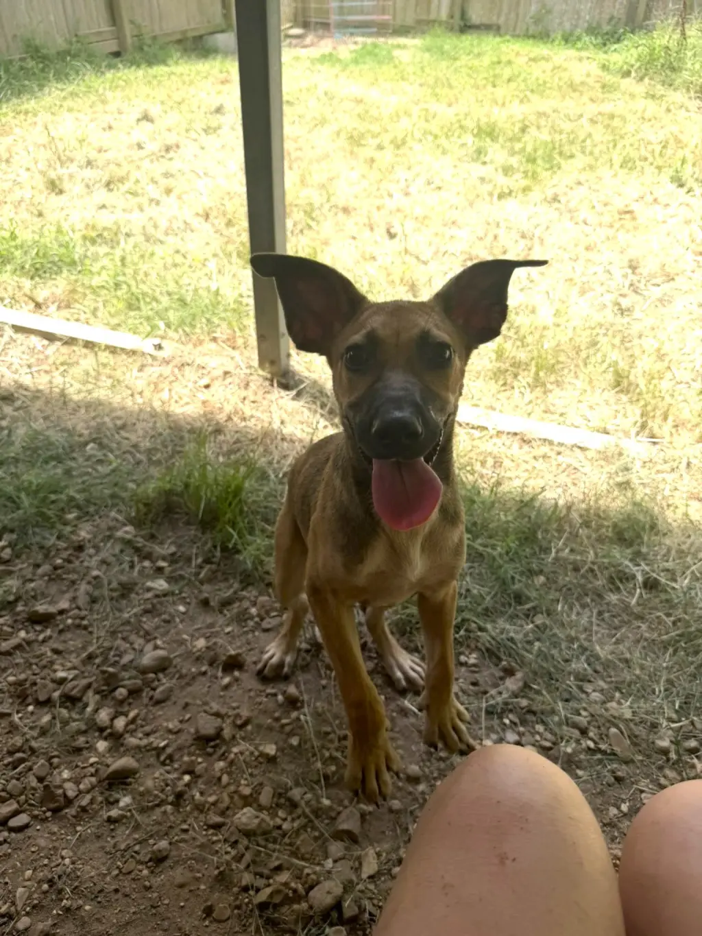 Bambi
