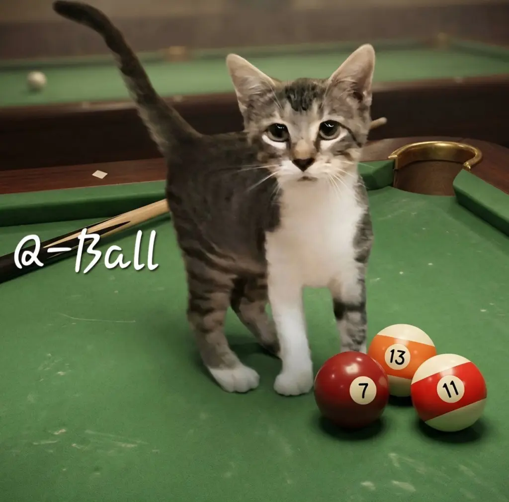 Q-Ball #the-speedster