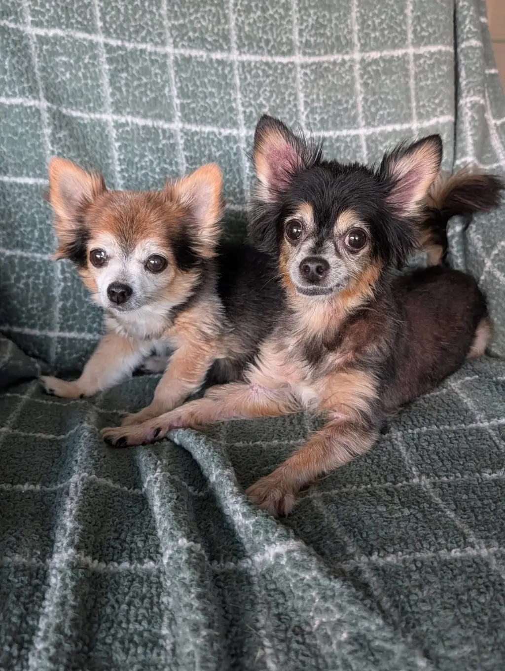 Scruffy & Zeus- bonded pair
