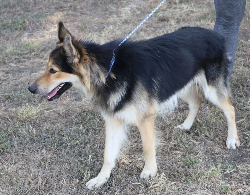 Husky Curly
