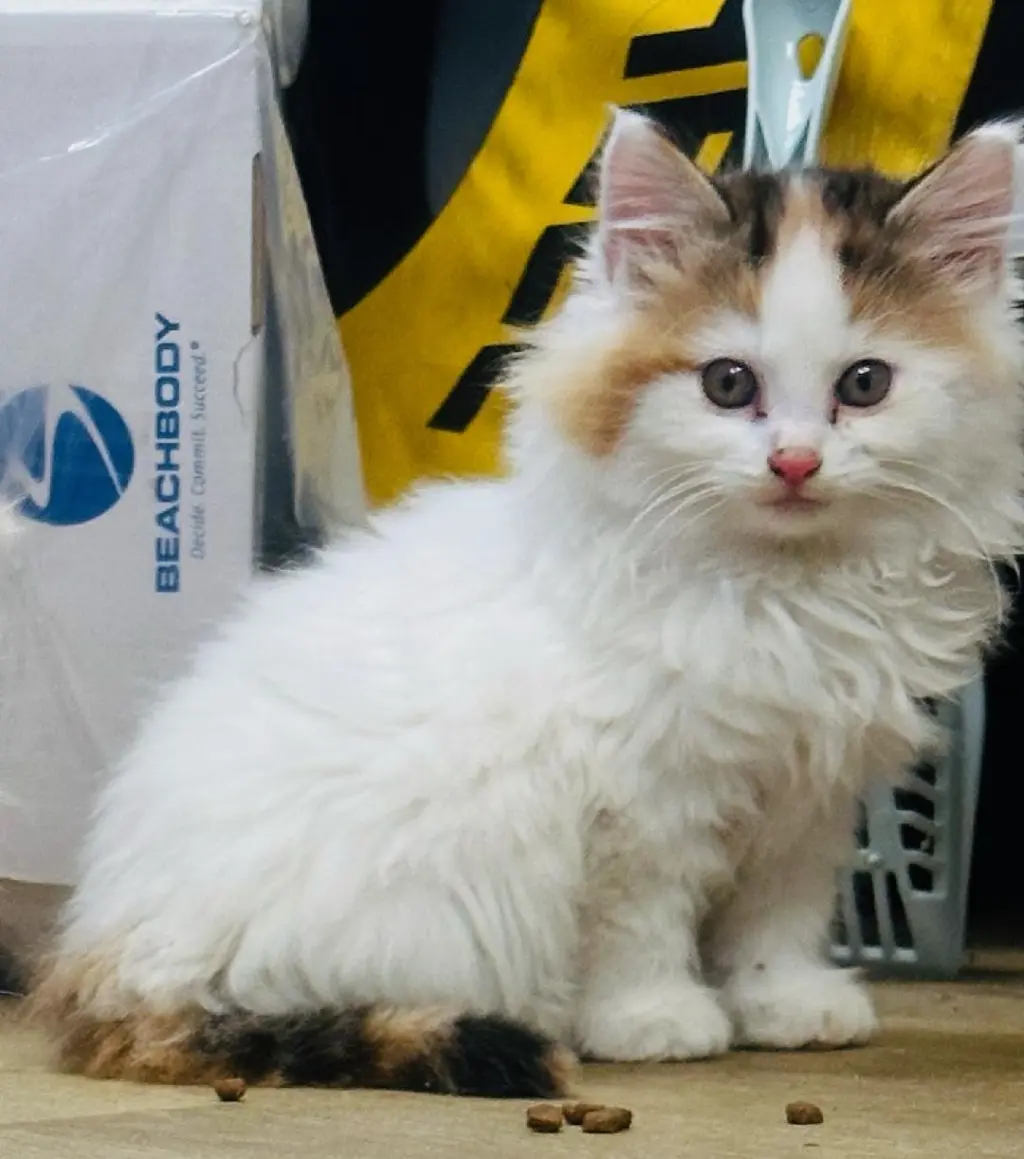 zz "Purrnelope" courtesy listing