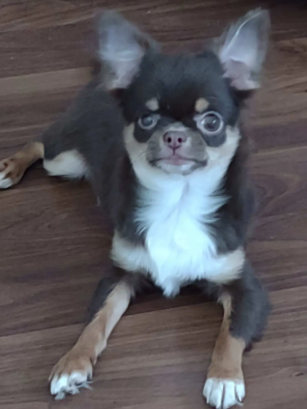 Frankie